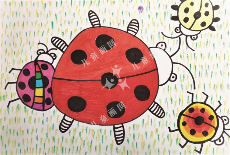 美丽的七星瓢虫