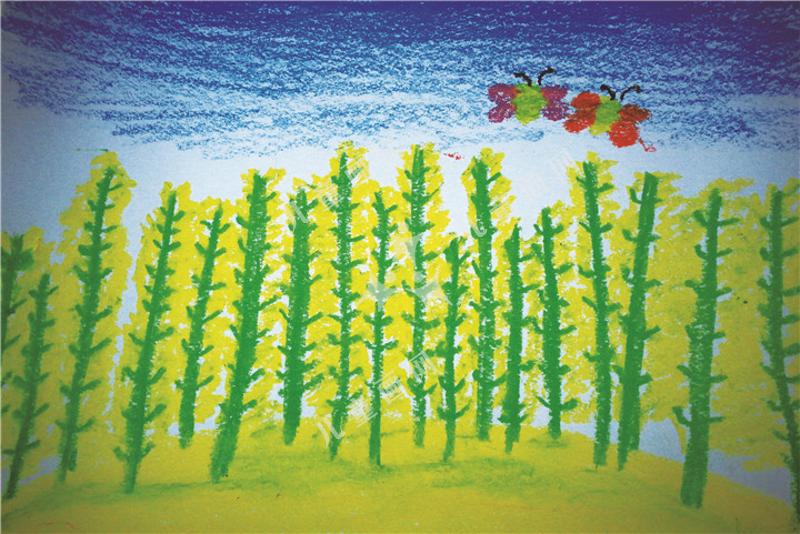油菜花