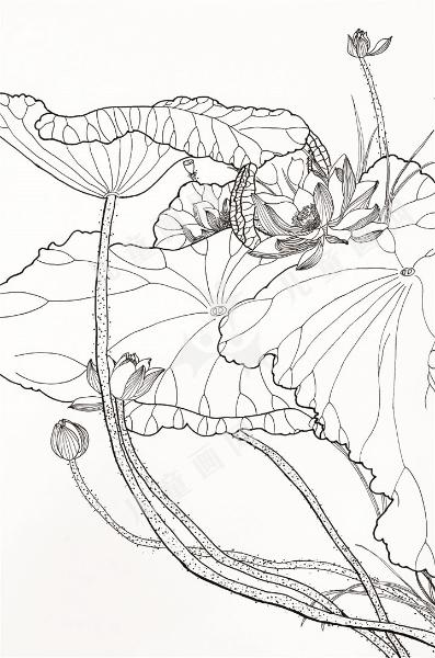 映日荷花别样红